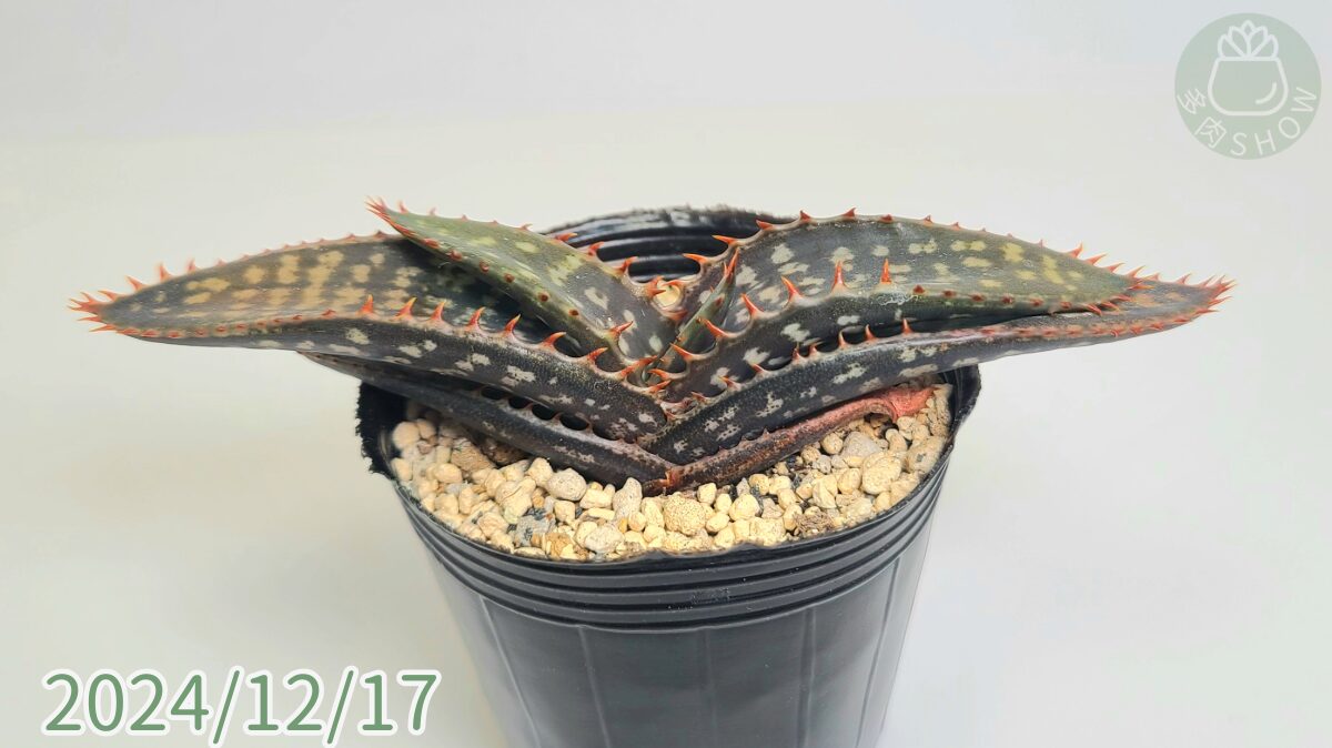 Aloe7