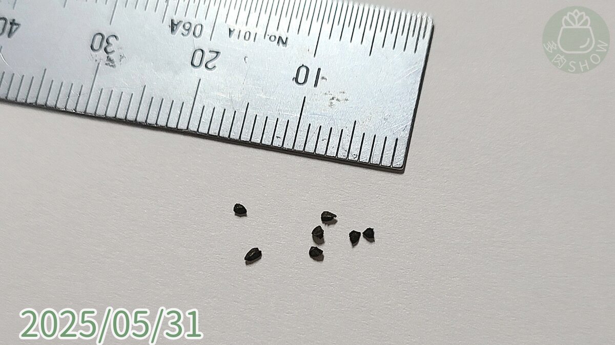 mesembryanthoides10