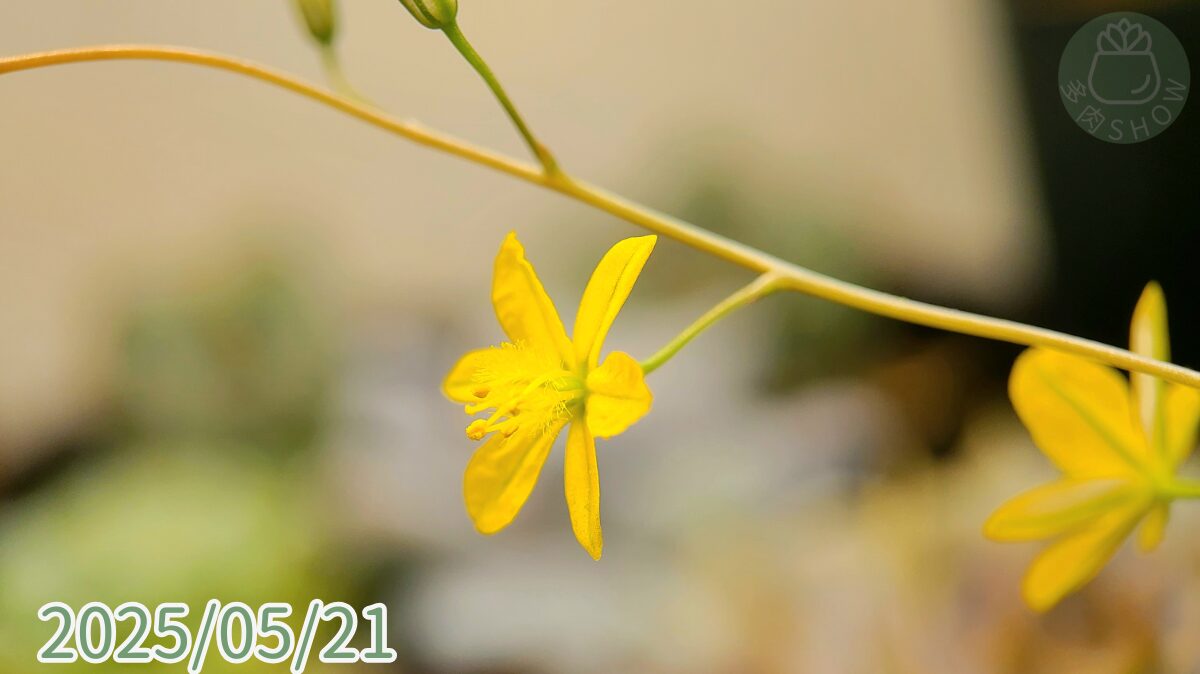 mesembryanthoides9