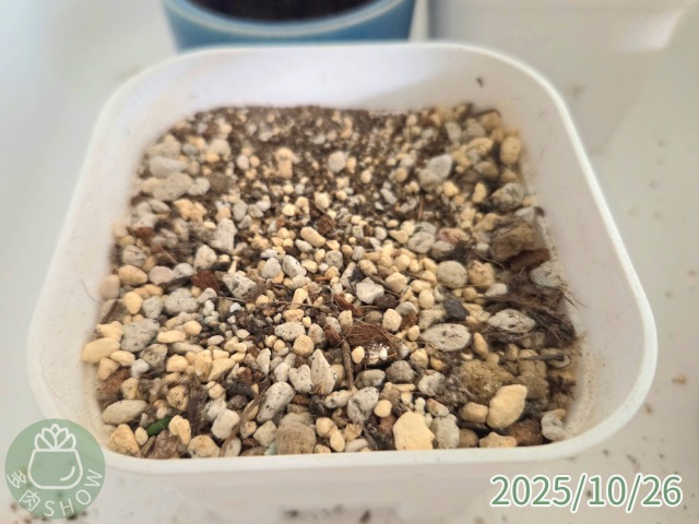 Conophytum4