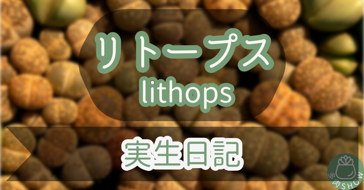 lithops1
