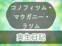 Conophytum/eye/catch