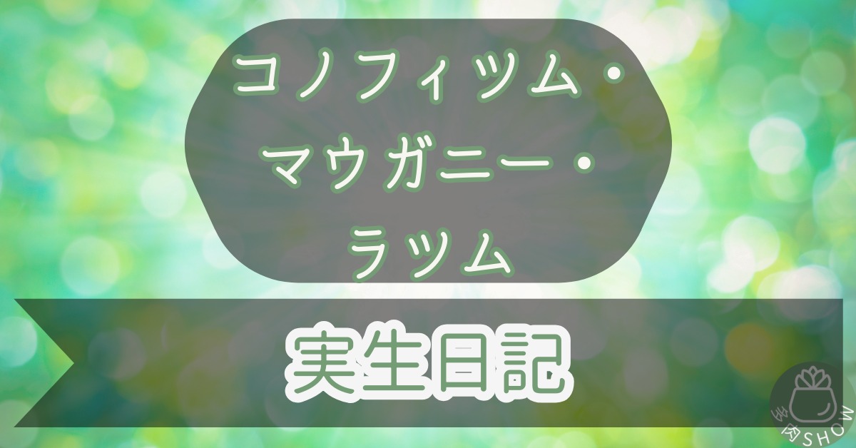 Conophytum/eye/catch